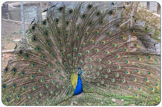 Woodland Apartments Tourist Attractions Coventry RI: Roger Williams Park & Zoo